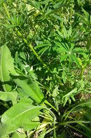 20170618_154829.jpg
