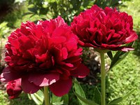 IMG_20130608_194156.jpg