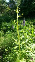 20170618_154657.jpg