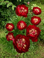 IMG_20130608_194234.jpg