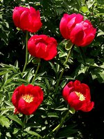 IMG_20130608_194329.jpg