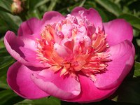IMG_20130608_194547.jpg