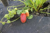 IMG_7964.jpg