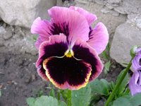187-11.jpg