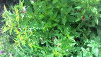 P_20170621_143353.jpg
