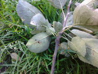 IMG_20151003_153638.jpg