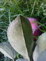 IMG_20151003_153702.jpg