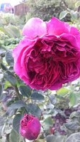 20170609_173117.jpg