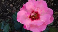 20170609_174151.jpg
