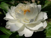 IMG_20130609_124942.jpg