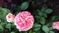 20170609_173143.jpg