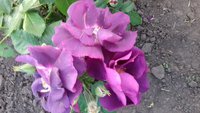 20170620_204552.jpg