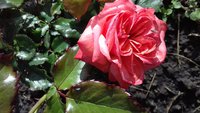 20170609_173338.jpg