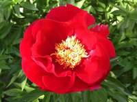 IMG_20130609_130329.jpg