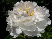 IMG_20130609_125300.jpg