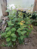 IMG_20170602_141351.jpg