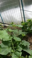 20170622_105856.jpg