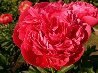IMG_20130609_130429.jpg