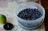 Первый сбор 0,5 кг
