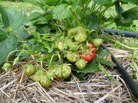Соловушка 24.06.2017г..jpg