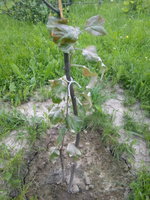 IMG_20170625_164820.jpg
