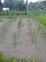 IMG_20170625_164857.jpg