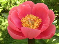 IMG_20130609_134255.jpg