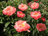 IMG_20130609_134501.jpg