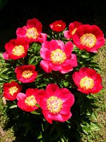 IMG_20130609_134434.jpg