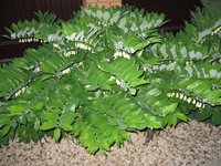 Купена.JPG