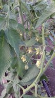 20170624_202230.jpg