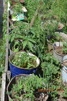 DSC_0201.JPG