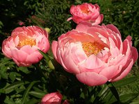 IMG_20130609_190359.jpg