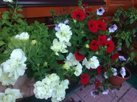 IMG_6695.JPG