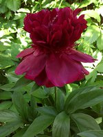 IMG_20130609_190604.jpg