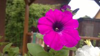 WP_20170626_019.jpg