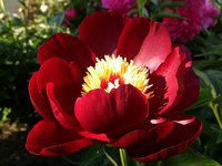 IMG_20130609_190744.jpg