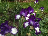 IMG_4333.JPG