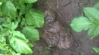 Окучивал картошку лошадью , чуть не задавил , лежали до последнего.
