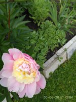 IMG_2017-06-30_120454.jpg