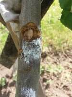 Сорт Белоруске сладкое
