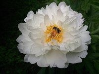 IMG_20130610_150819.jpg