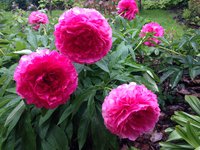 IMG_6746.JPG