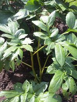 20130610_161228 - копия.jpg