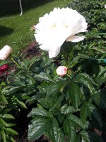 20130610_161249 - копия.jpg