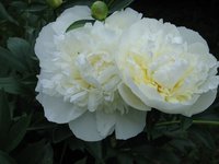z_6a151f75.jpg