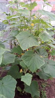 IMG_20170702_183903.jpg