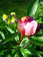 IMG_3288.JPG