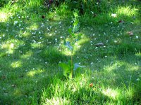 IMG_3296.JPG