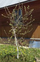 IMG_8596_1.jpg